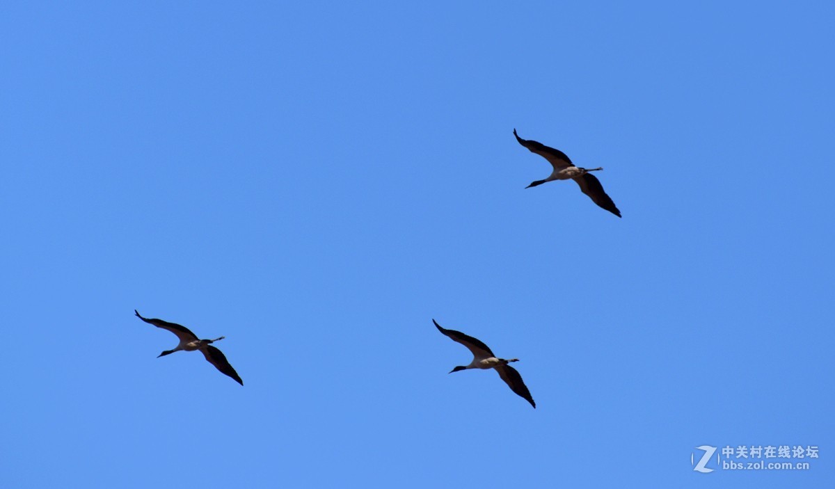 大山包文明用语黑颈鹤自然保护区