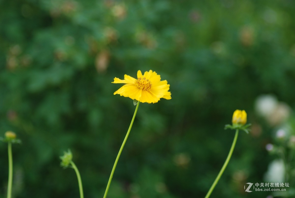 小花