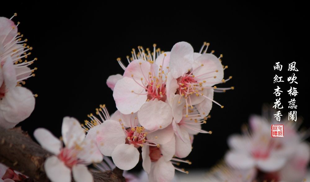 红杏枝头春意闹（二）