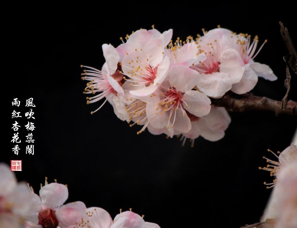 红杏枝头春意闹（二）