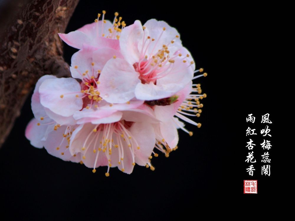 红杏枝头春意闹（二）