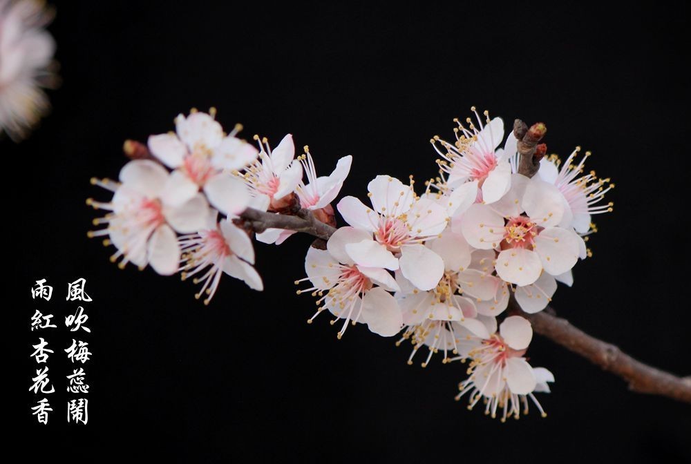 红杏枝头春意闹（二）