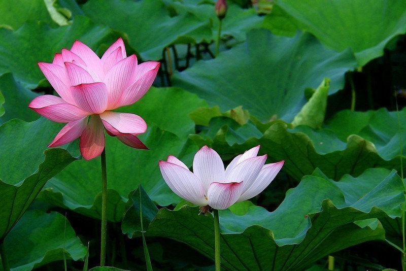 红白荷花俩相依180702