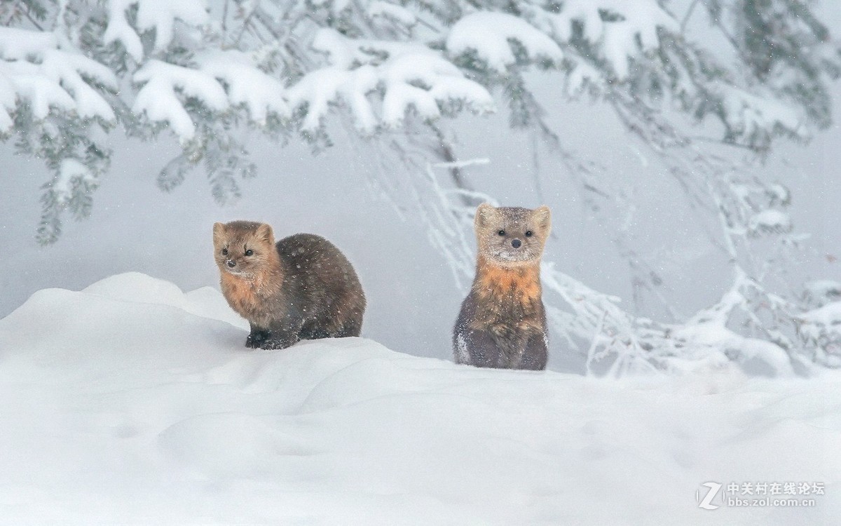 雪地小精灵一紫貂