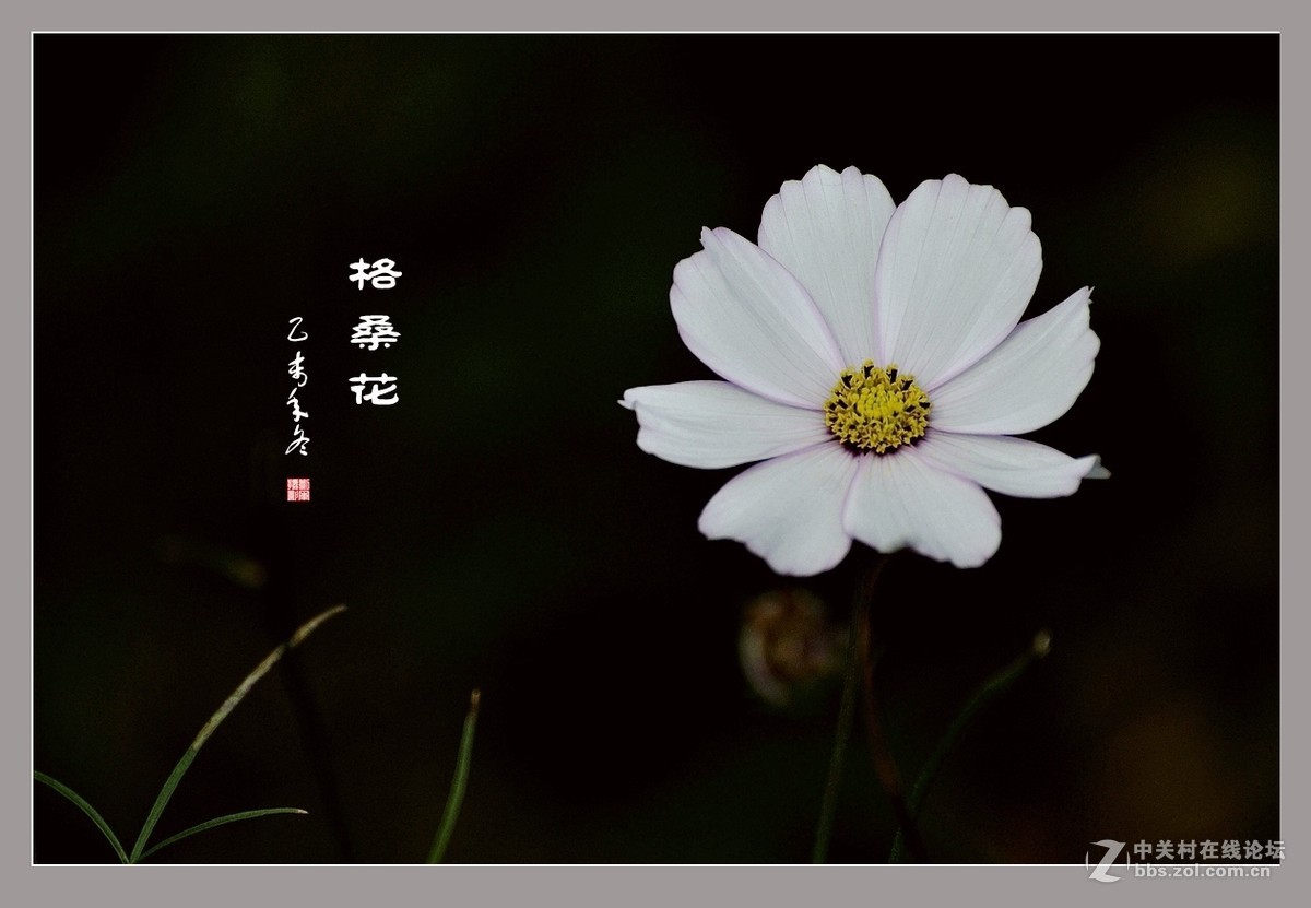#ZOL月赛-记录最后的2015# 拍摄身边的美风景【格桑花】