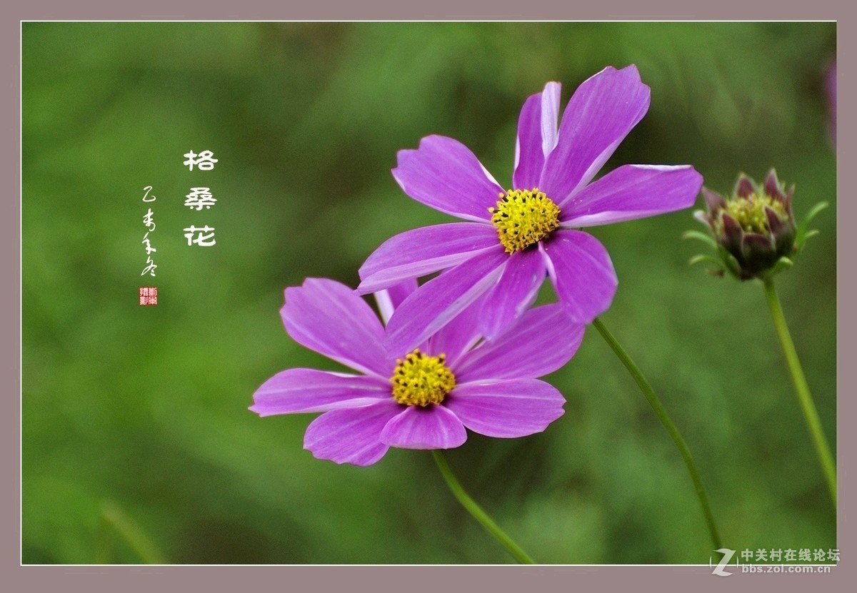 #ZOL月赛-记录最后的2015# 拍摄身边的美风景【格桑花】