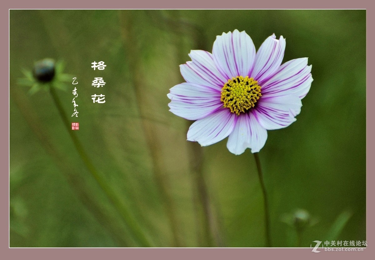 #ZOL月赛-记录最后的2015# 拍摄身边的美风景【格桑花】
