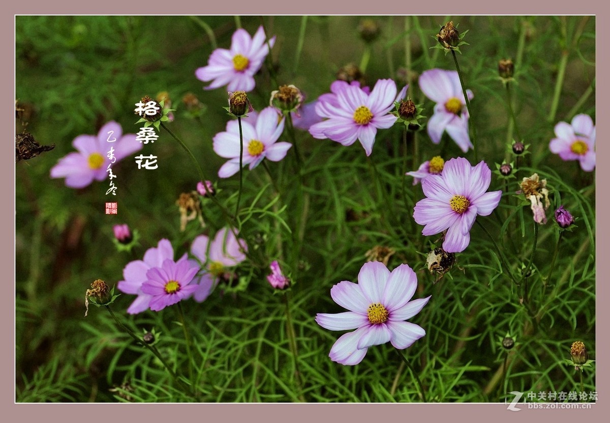 #ZOL月赛-记录最后的2015# 拍摄身边的美风景【格桑花】