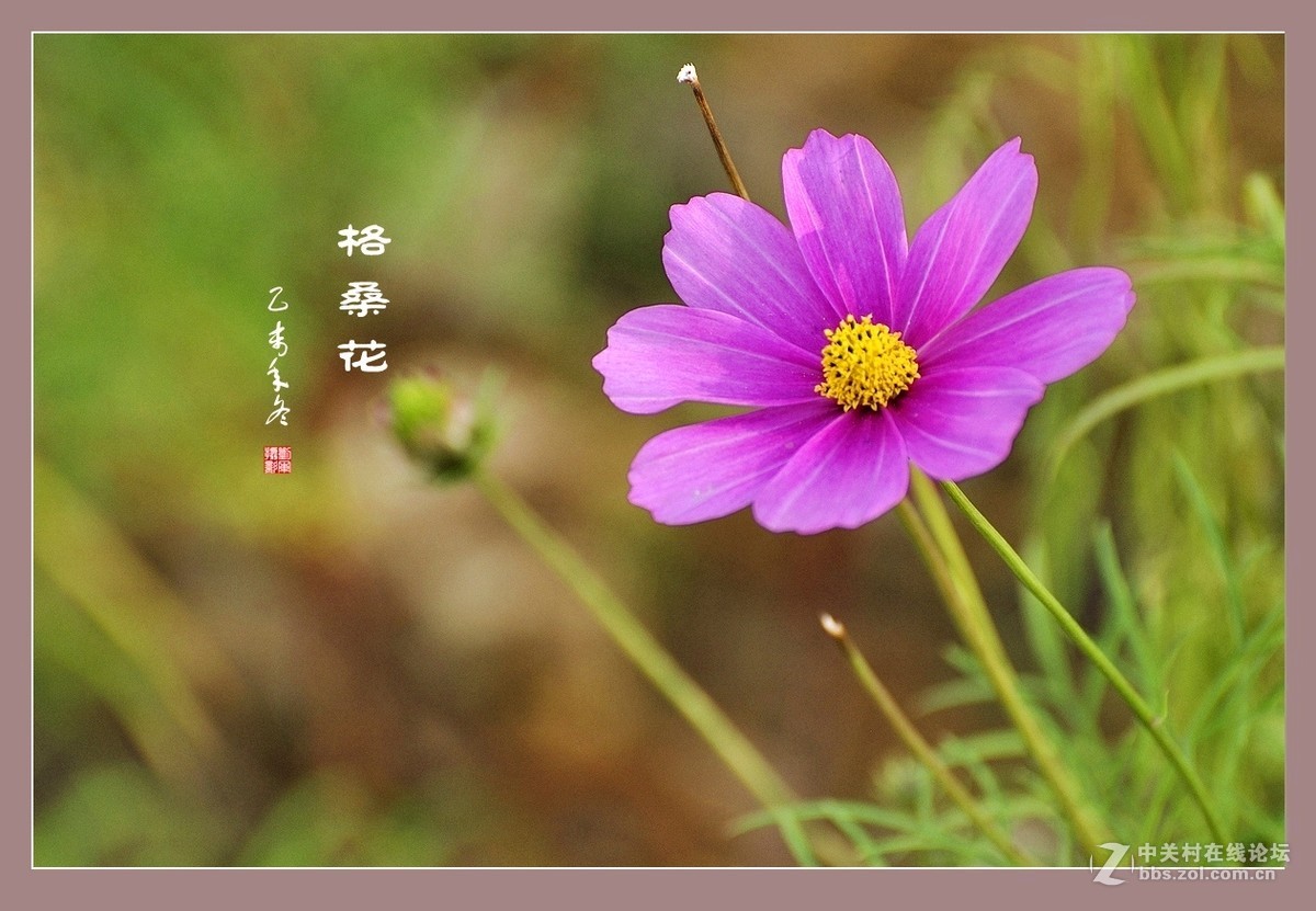 #ZOL月赛-记录最后的2015# 拍摄身边的美风景【格桑花】