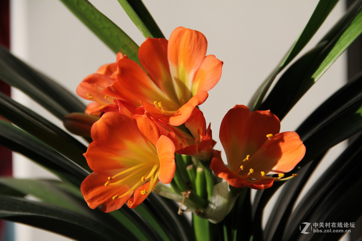 君子兰花开2016-2-16