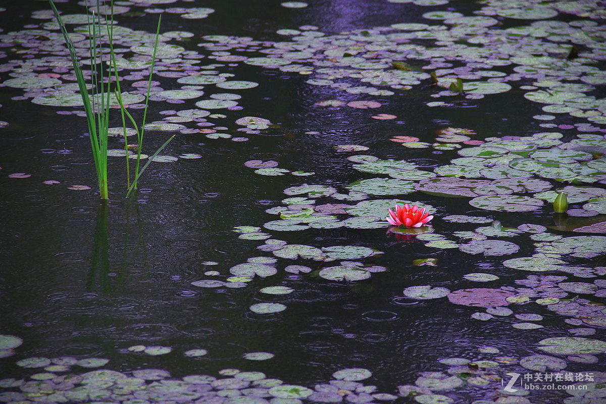 雨打浮萍