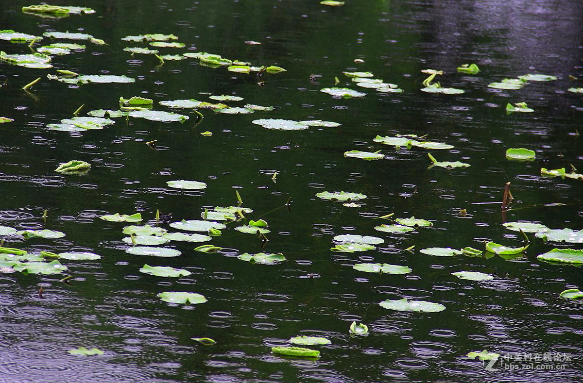 雨打浮萍