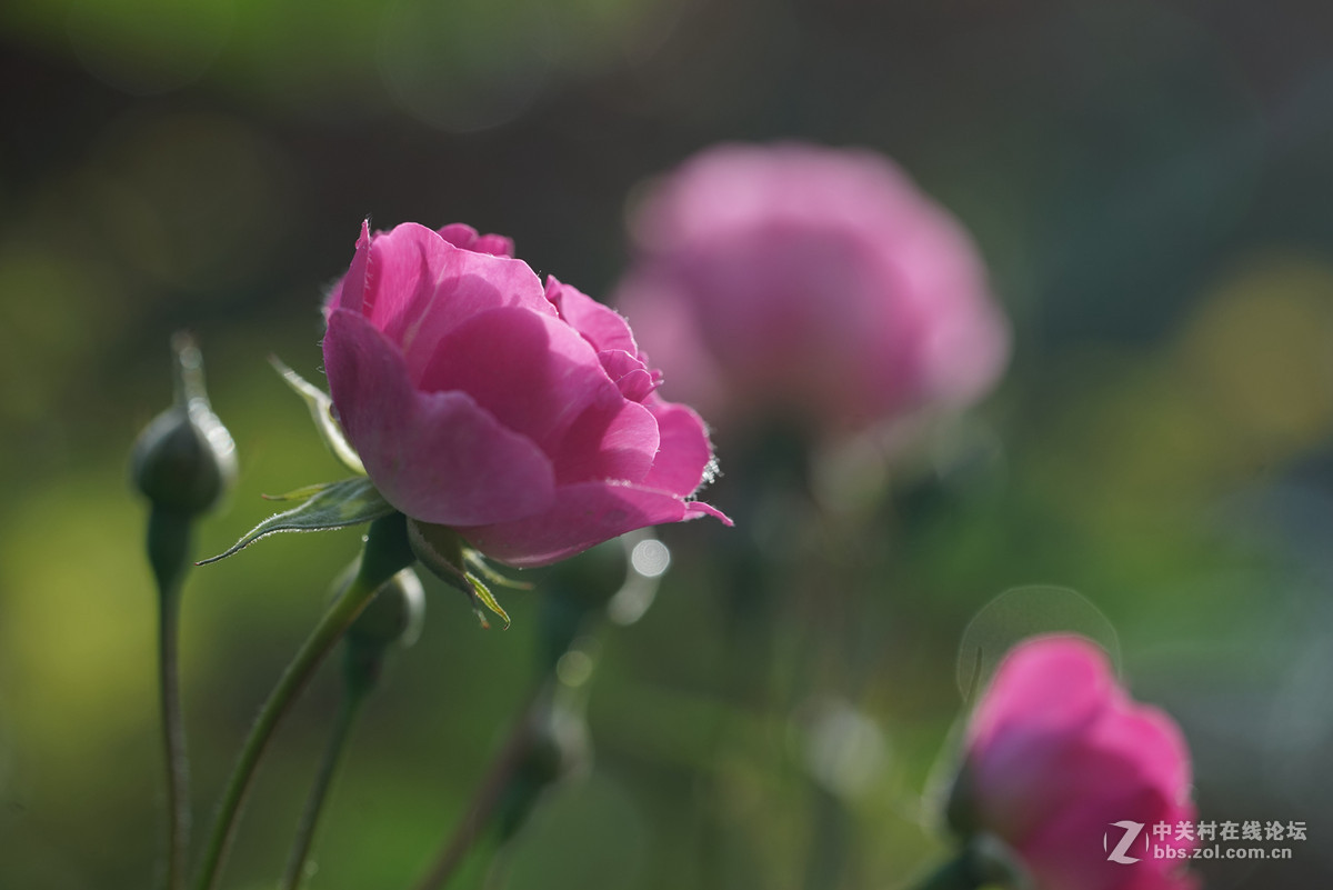 月季——长占四季春，无日不风流。