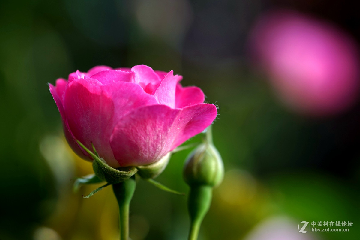 月季——长占四季春，无日不风流。