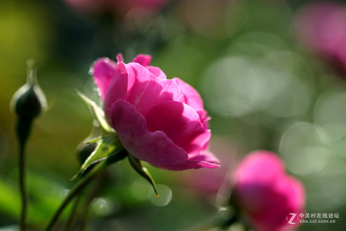 月季——长占四季春，无日不风流。