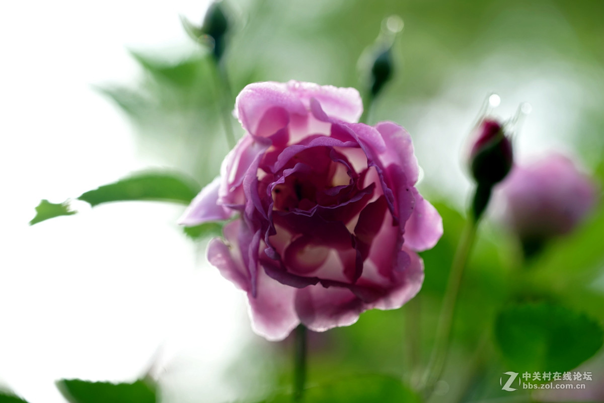 月季——长占四季春，无日不风流。