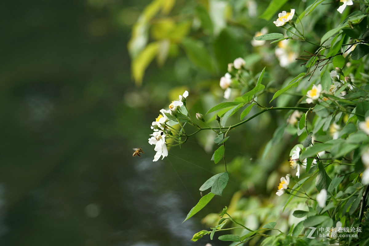 月季——长占四季春，无日不风流。