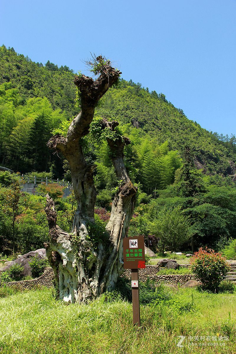 青田千丝岩图片