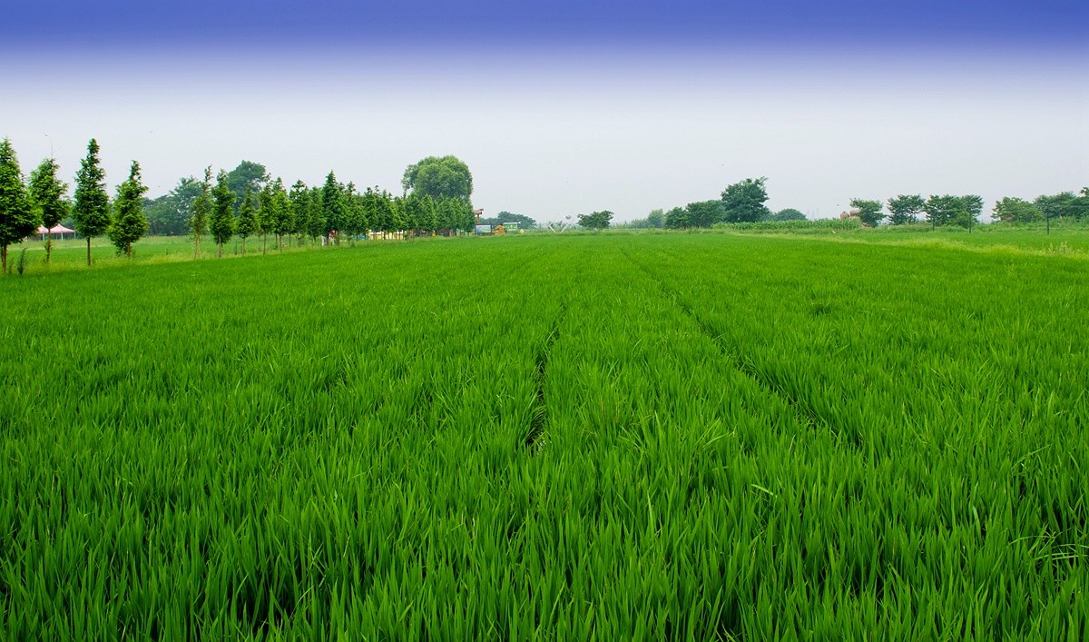 绿油油的稻田