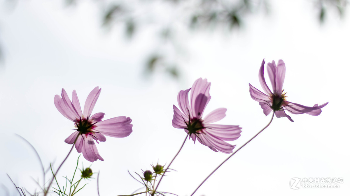 小花