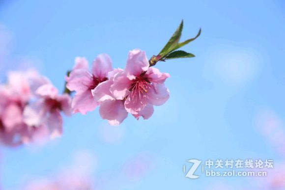 #佳能月赛-行走的印记#是樱花呀