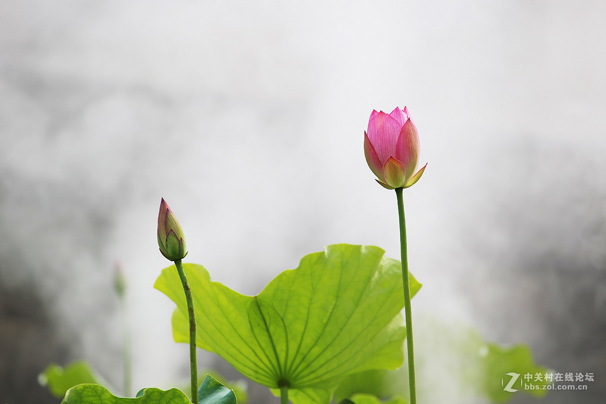 烟雾荷花