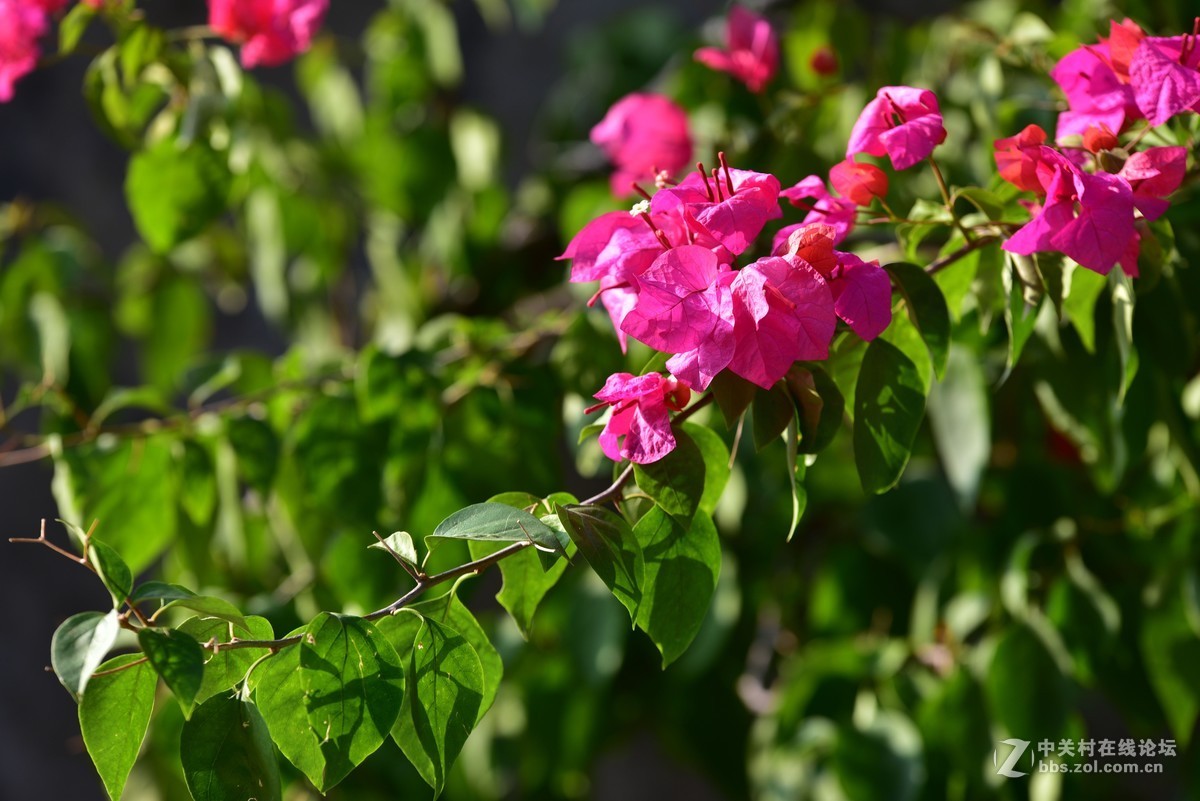 前几天在某鱼入的二手适马70-200.F2.8，小黑五，觉得成像还不错。