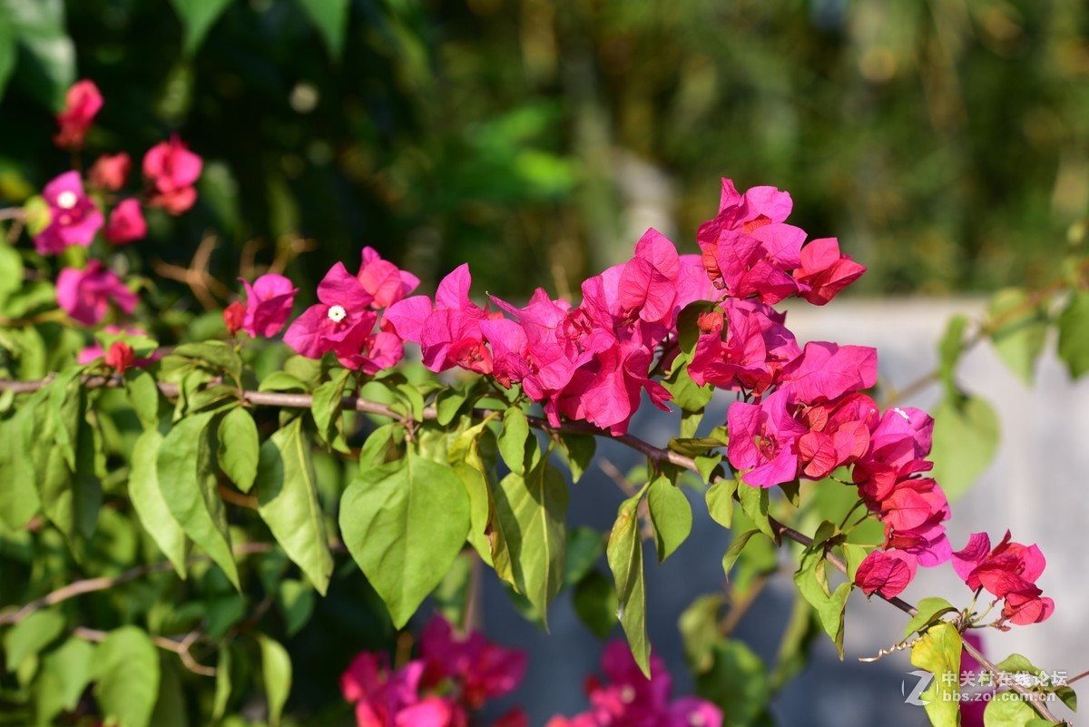 前几天在某鱼入的二手适马70-200.F2.8，小黑五，觉得成像还不错。