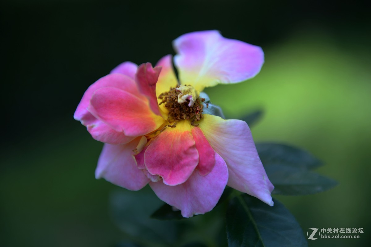 借阅兵蓝出去溜了一圈