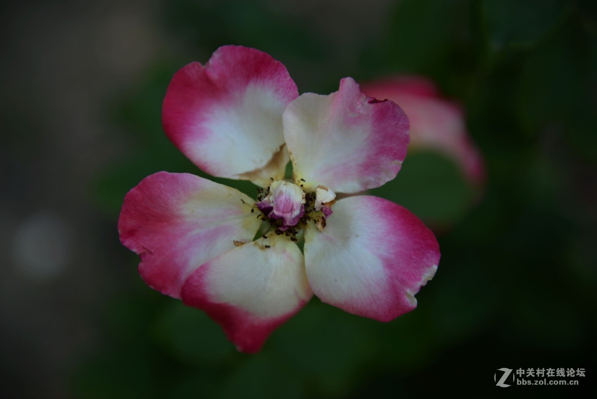 借阅兵蓝出去溜了一圈