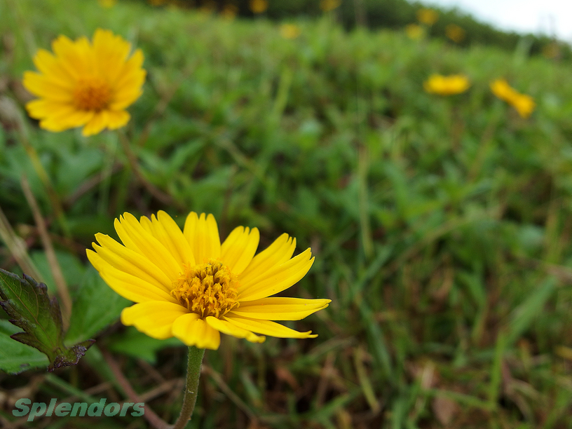 绿廊小径 / 花草,