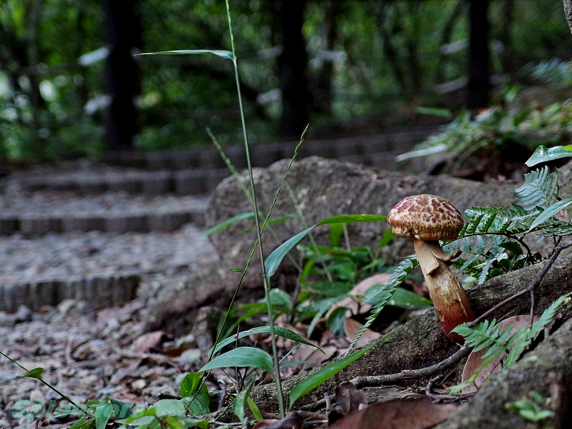 绿廊小径 / 花草,