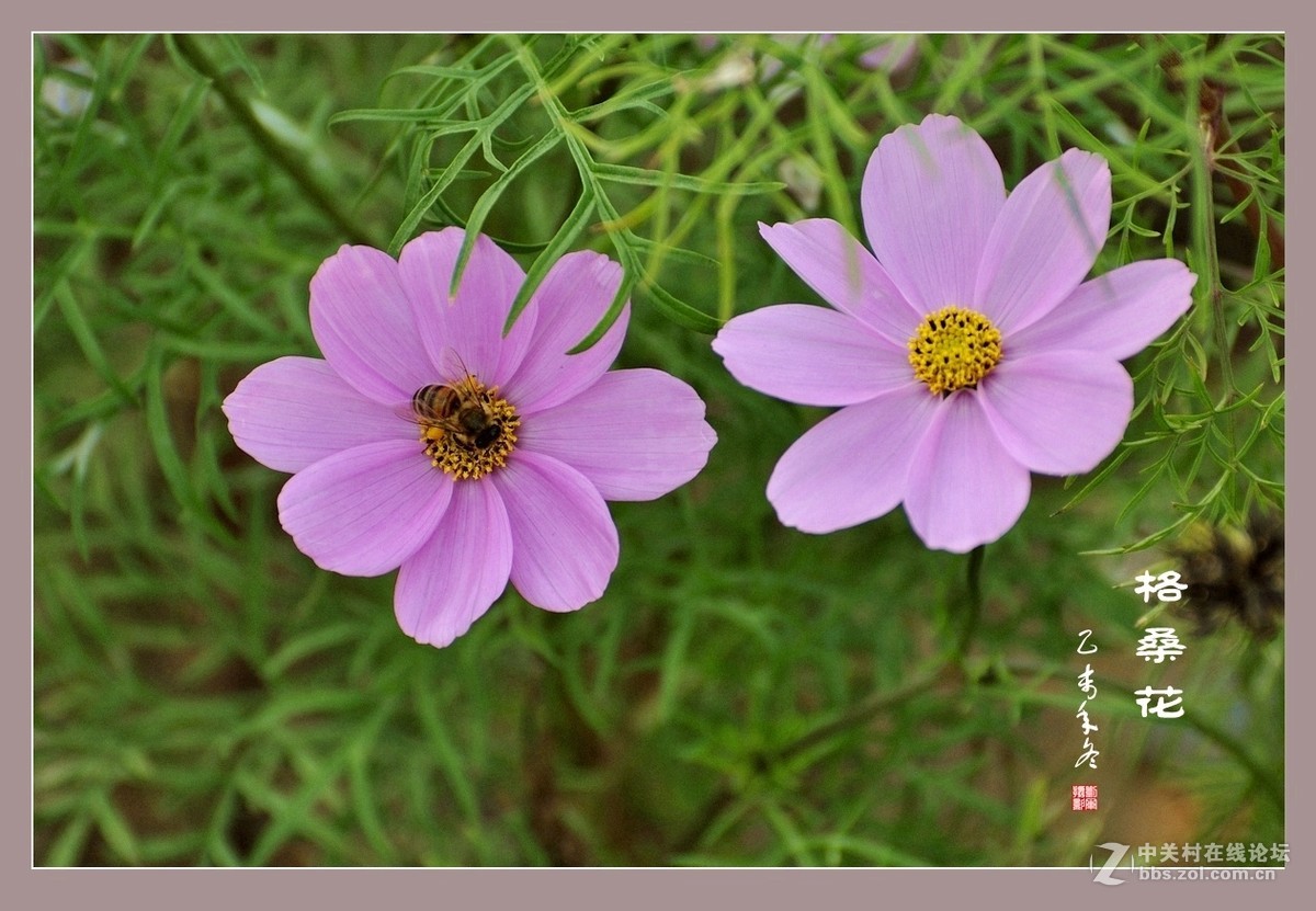 #ZOL月赛-记录最后的2015# 拍摄身边的美风景【格桑花】