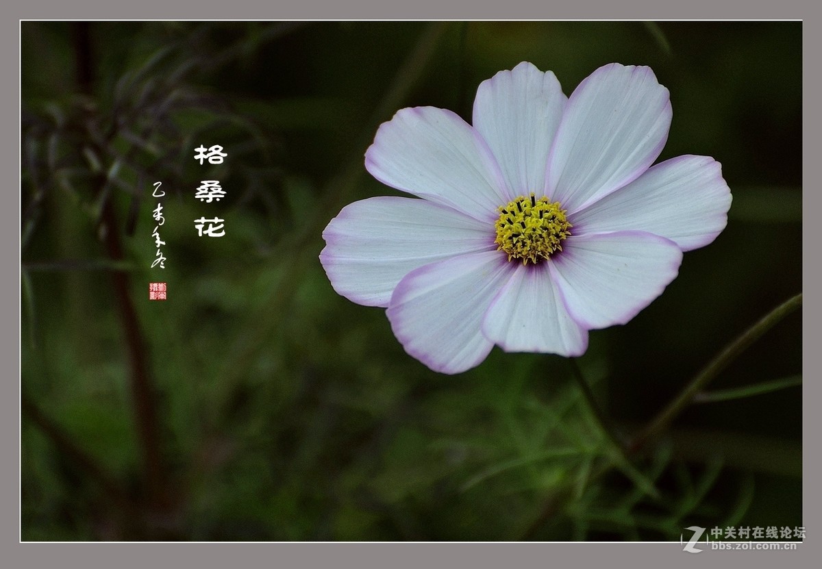 #ZOL月赛-记录最后的2015# 拍摄身边的美风景【格桑花】