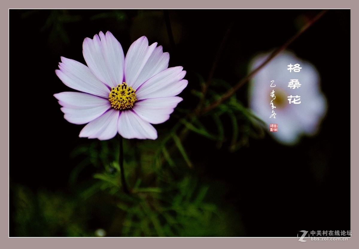 #ZOL月赛-记录最后的2015# 拍摄身边的美风景【格桑花】
