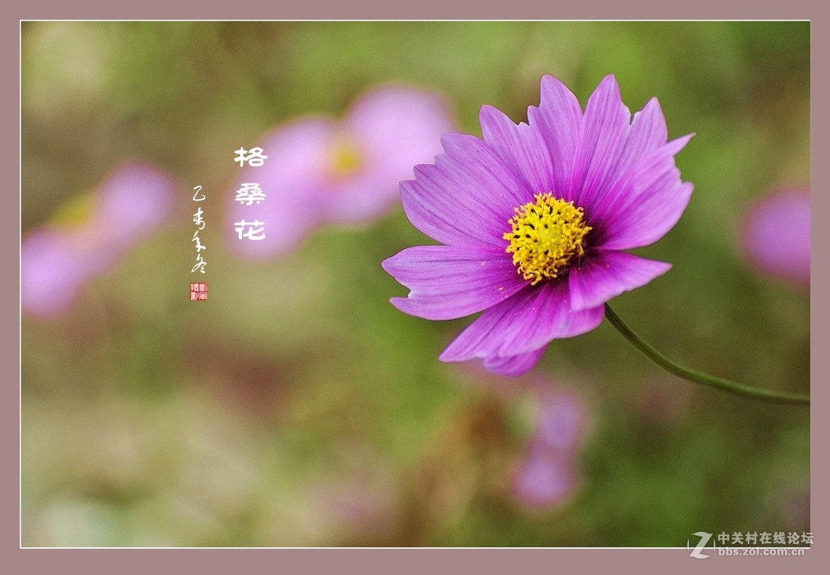 #ZOL月赛-记录最后的2015# 拍摄身边的美风景【格桑花】