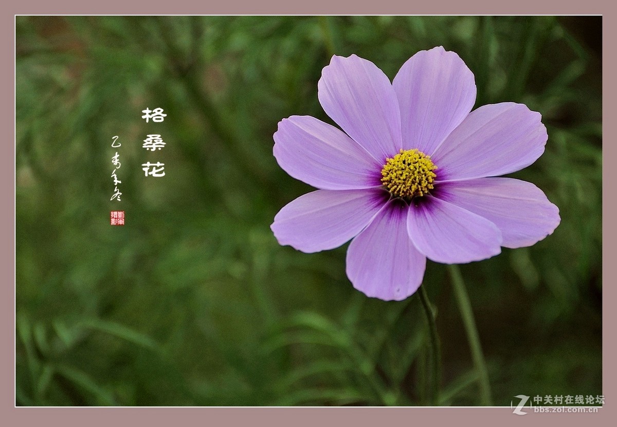 #ZOL月赛-记录最后的2015# 拍摄身边的美风景【格桑花】