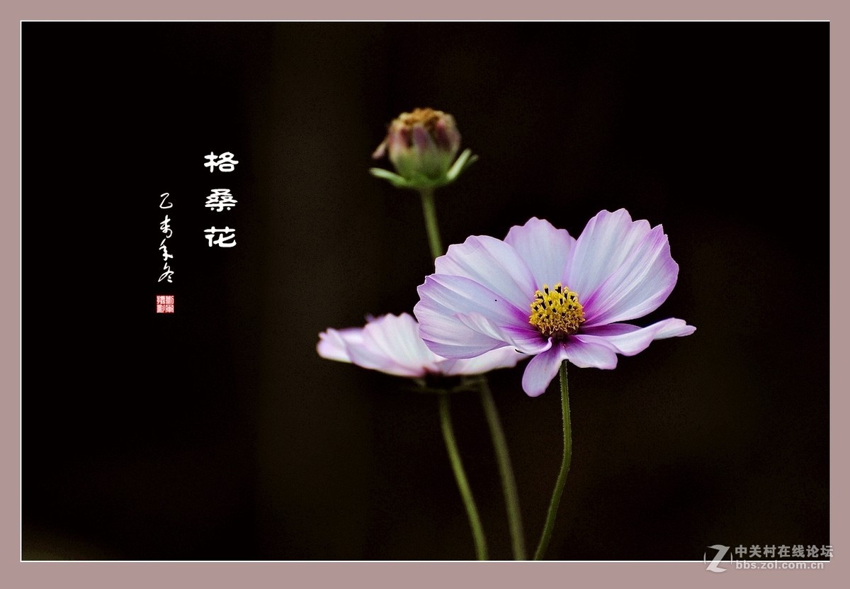 #ZOL月赛-记录最后的2015# 拍摄身边的美风景【格桑花】