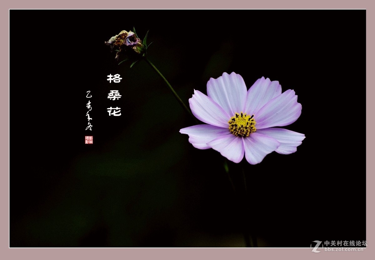 #ZOL月赛-记录最后的2015# 拍摄身边的美风景【格桑花】