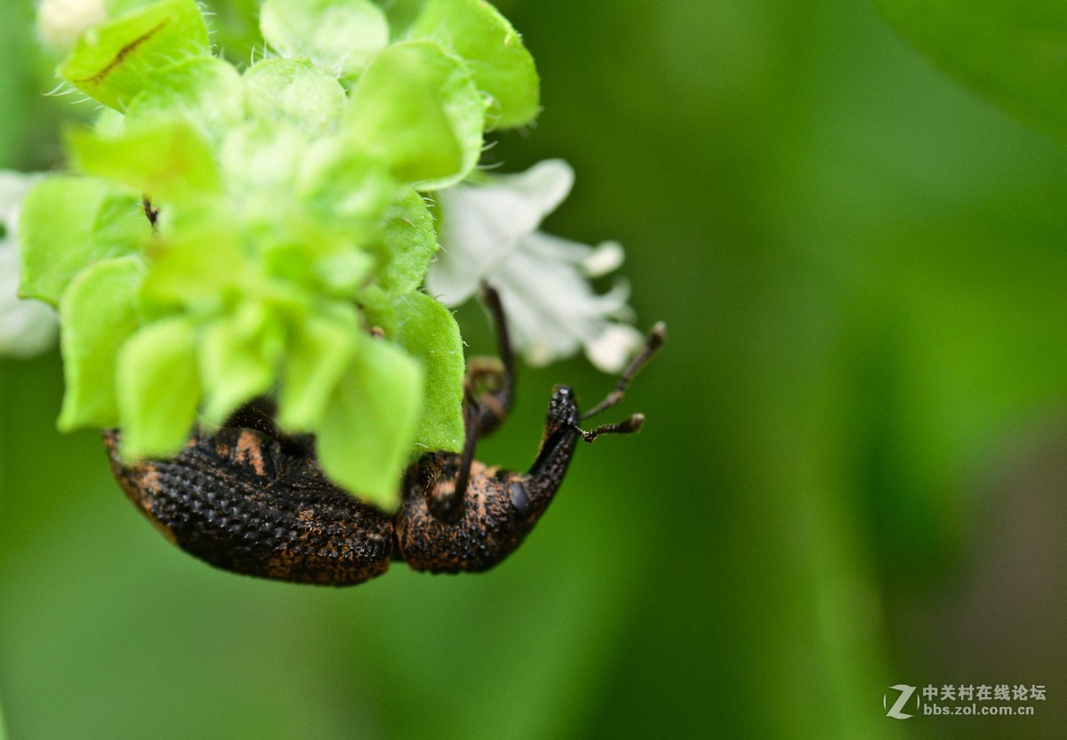 象甲虫惧虫者慎入