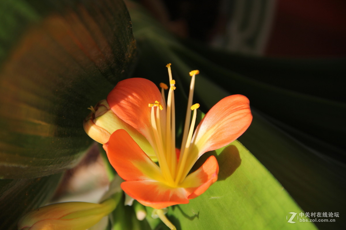 君子兰花开2016-2-16