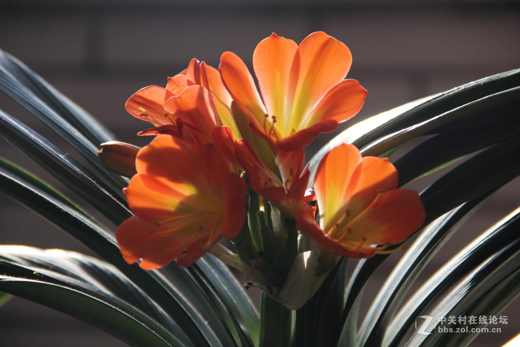 君子兰花开2016-2-16