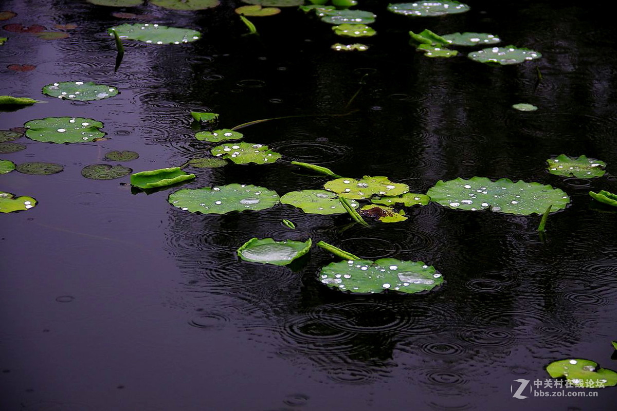 雨打浮萍