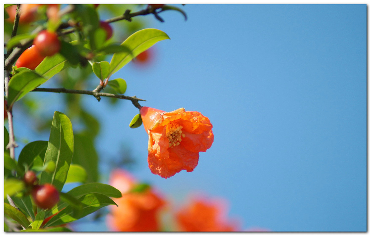 〖花儿为什么这样红〗