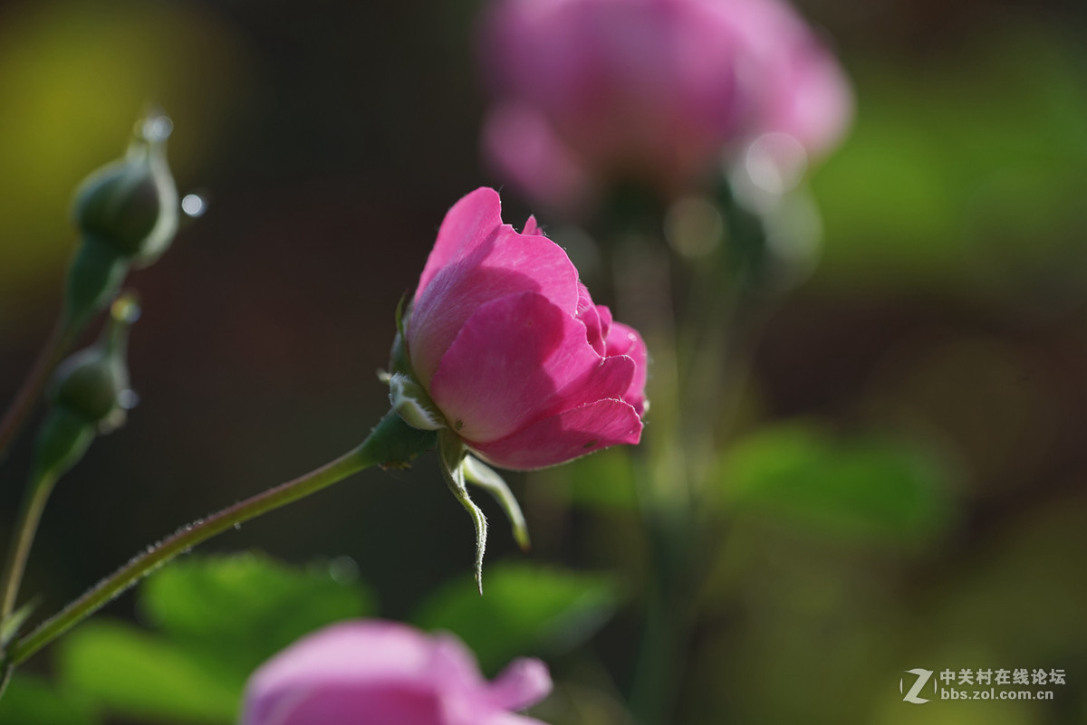 月季——长占四季春，无日不风流。