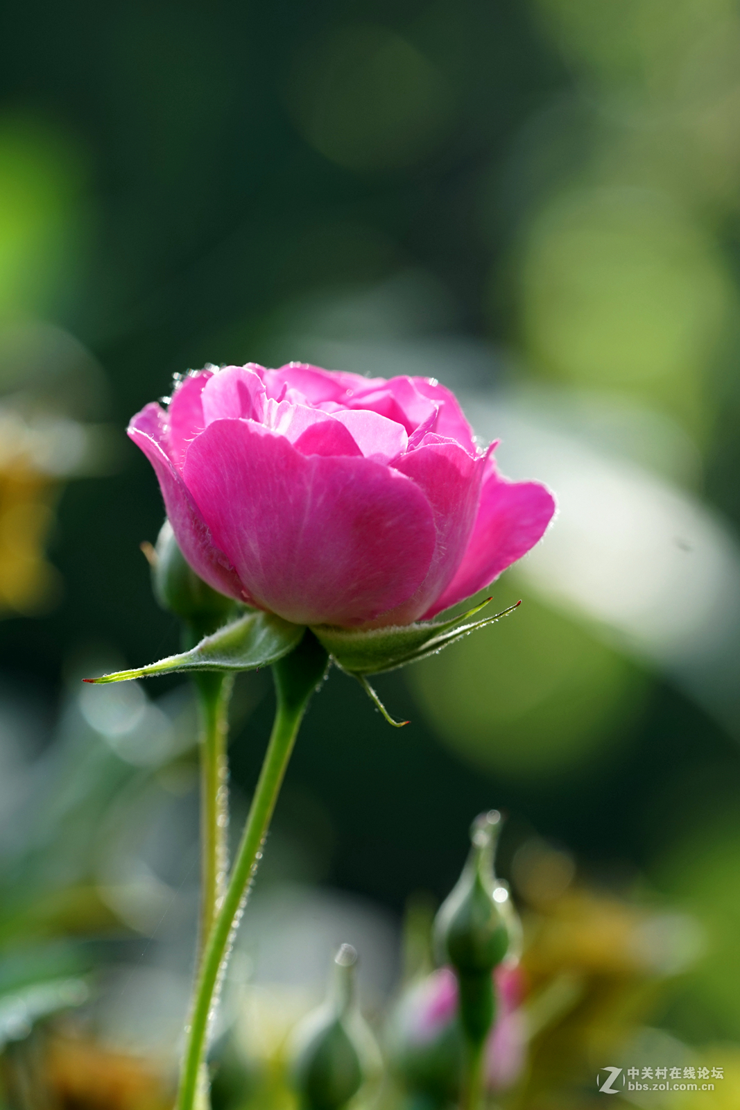 月季——长占四季春，无日不风流。