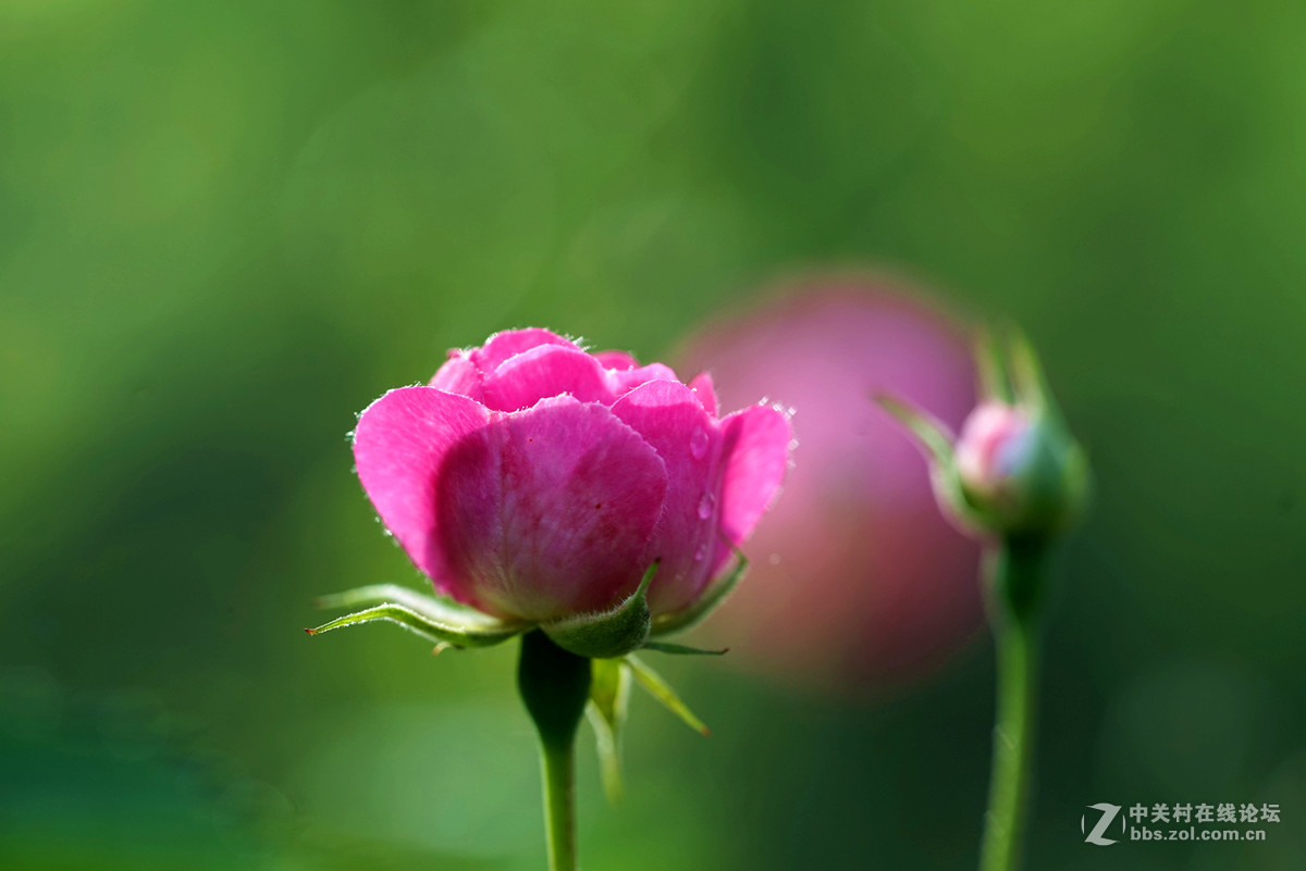 月季——长占四季春，无日不风流。