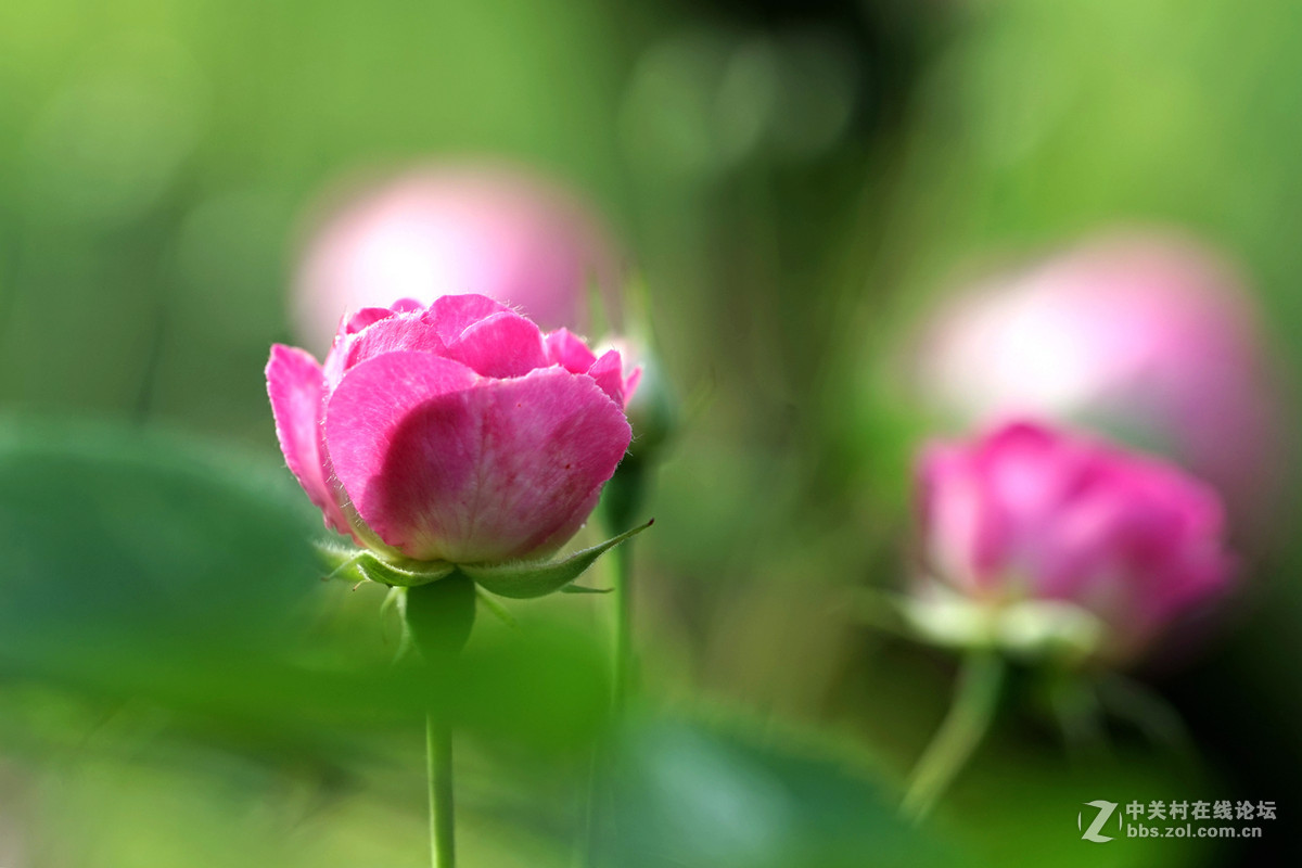 月季——长占四季春，无日不风流。