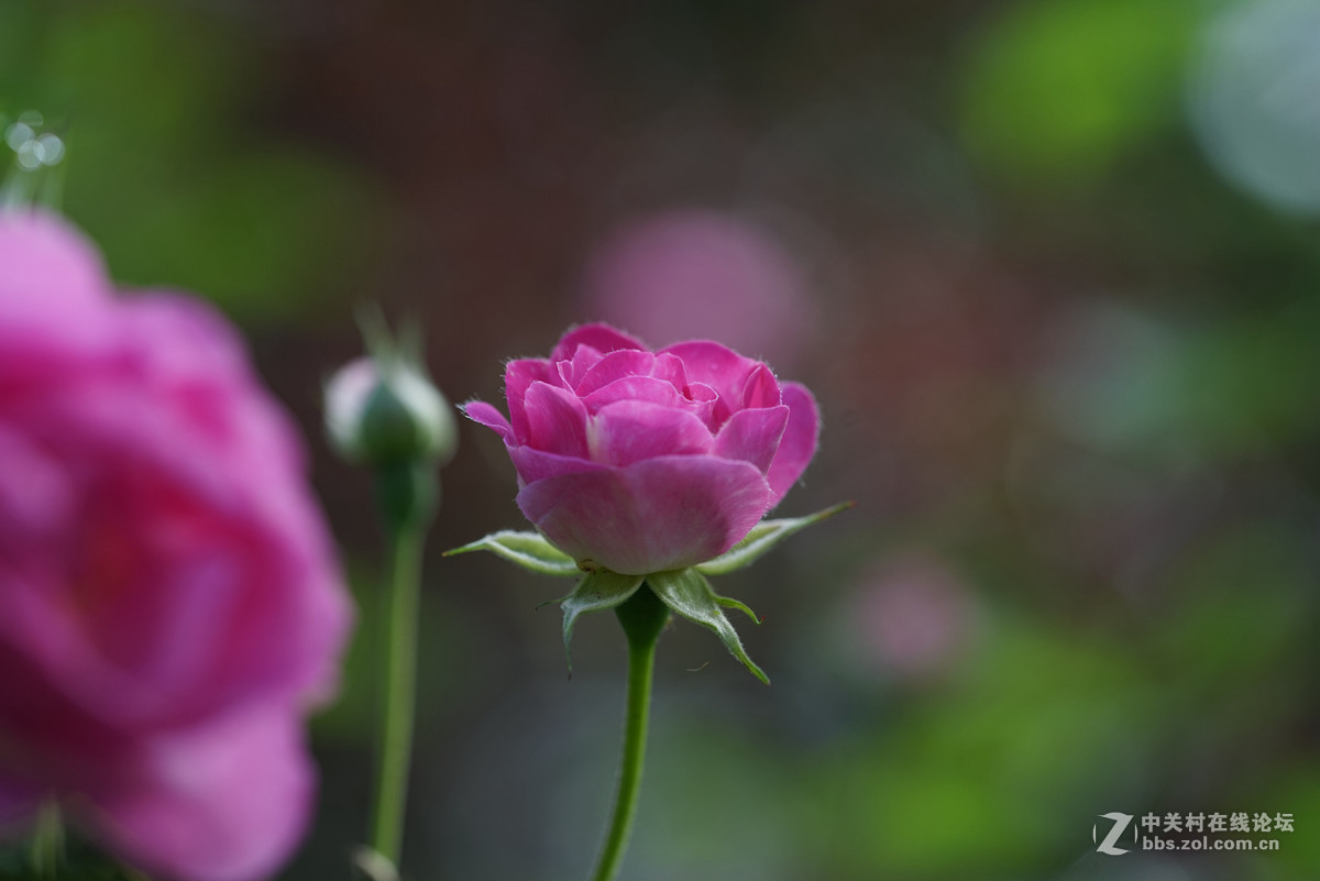 月季——长占四季春，无日不风流。