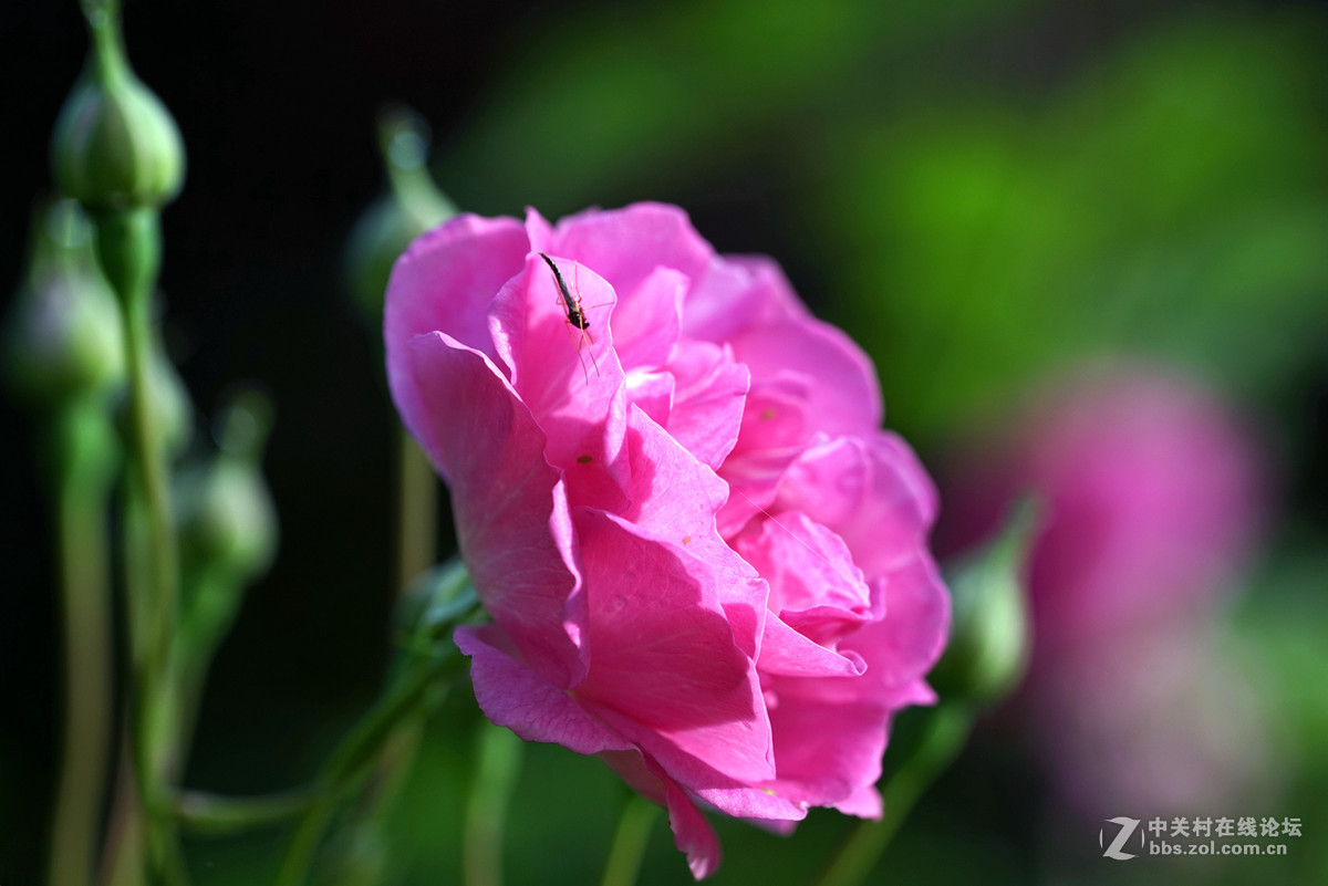 月季——长占四季春，无日不风流。